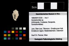 Foto (Objekt + Etikett) von Goniodromites sp.  (NHMW-GEO-1990-0041-3335)